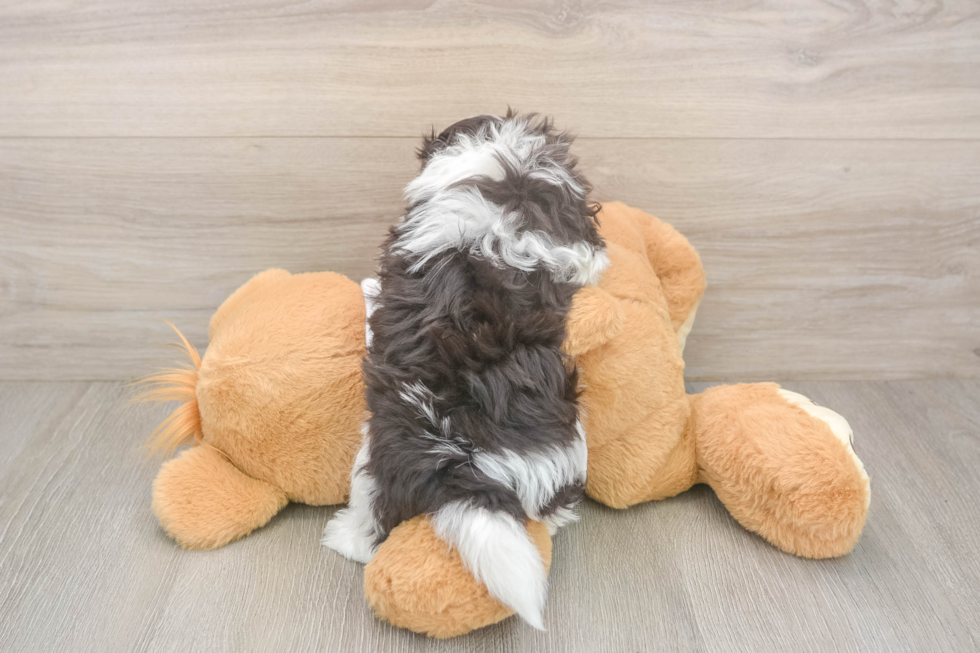 Havanese Pup Being Cute