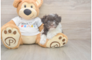 Havanese Pup Being Cute