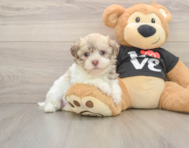 5 week old Havanese Puppy For Sale - Seaside Pups
