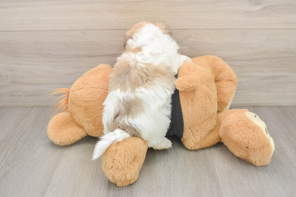 Best Havanese Baby