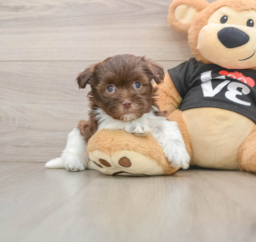 5 week old Havanese Puppy For Sale - Seaside Pups