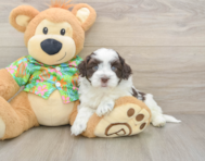10 week old Havanese Puppy For Sale - Seaside Pups