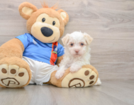 5 week old Havanese Puppy For Sale - Seaside Pups