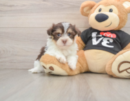 5 week old Havanese Puppy For Sale - Seaside Pups