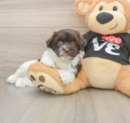 5 week old Havanese Puppy For Sale - Seaside Pups