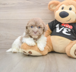 5 week old Havanese Puppy For Sale - Seaside Pups