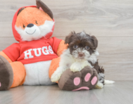 7 week old Havanese Puppy For Sale - Seaside Pups