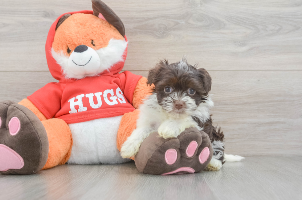 6 week old Havanese Puppy For Sale - Seaside Pups