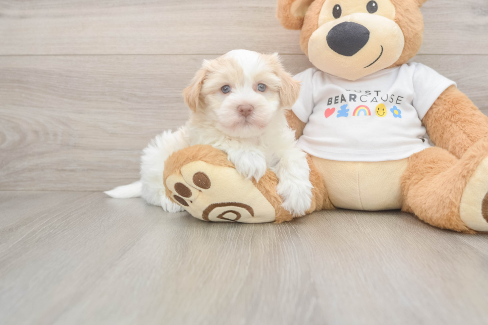 Havanese Puppy for Adoption