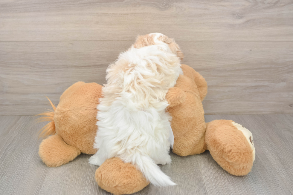Havanese Puppy for Adoption