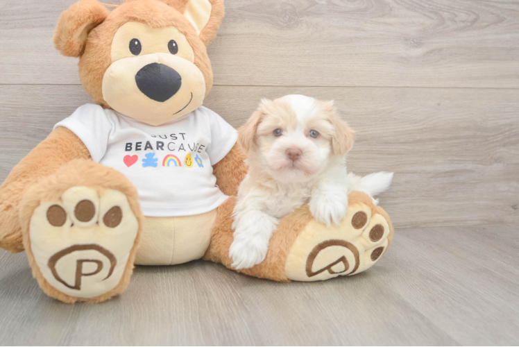 Sweet Havanezer Purebred Puppy