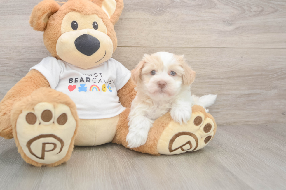 5 week old Havanese Puppy For Sale - Seaside Pups