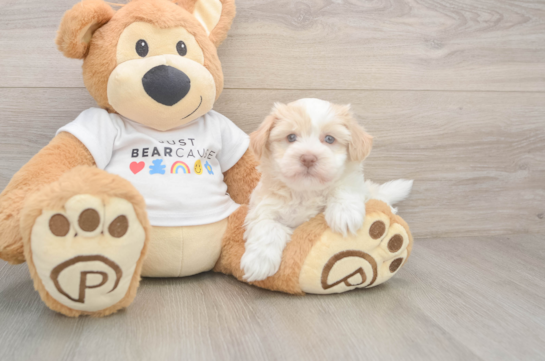 Sweet Havanezer Purebred Puppy
