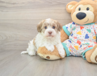 6 week old Havanese Puppy For Sale - Seaside Pups