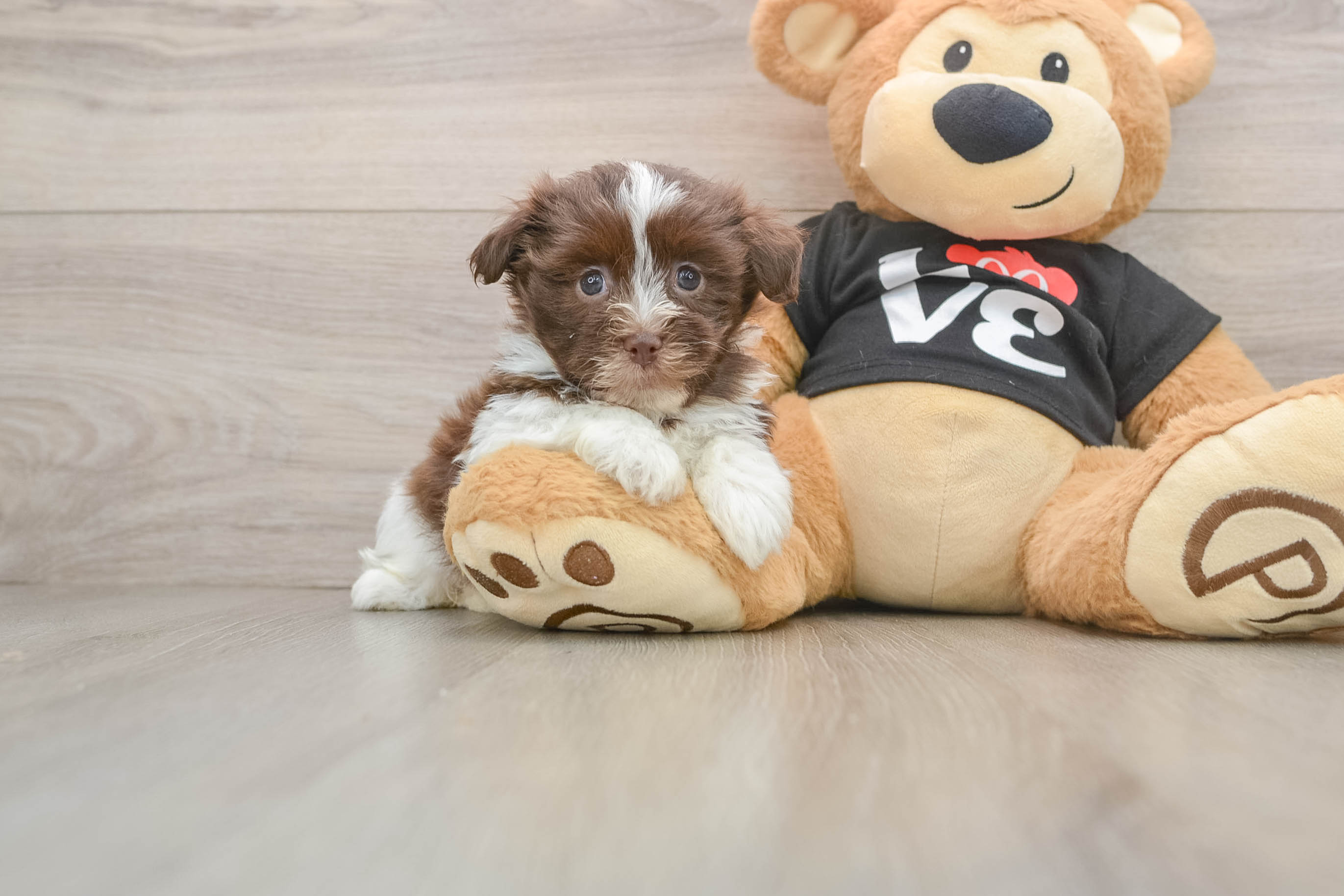 Havanese Pup Being Cute