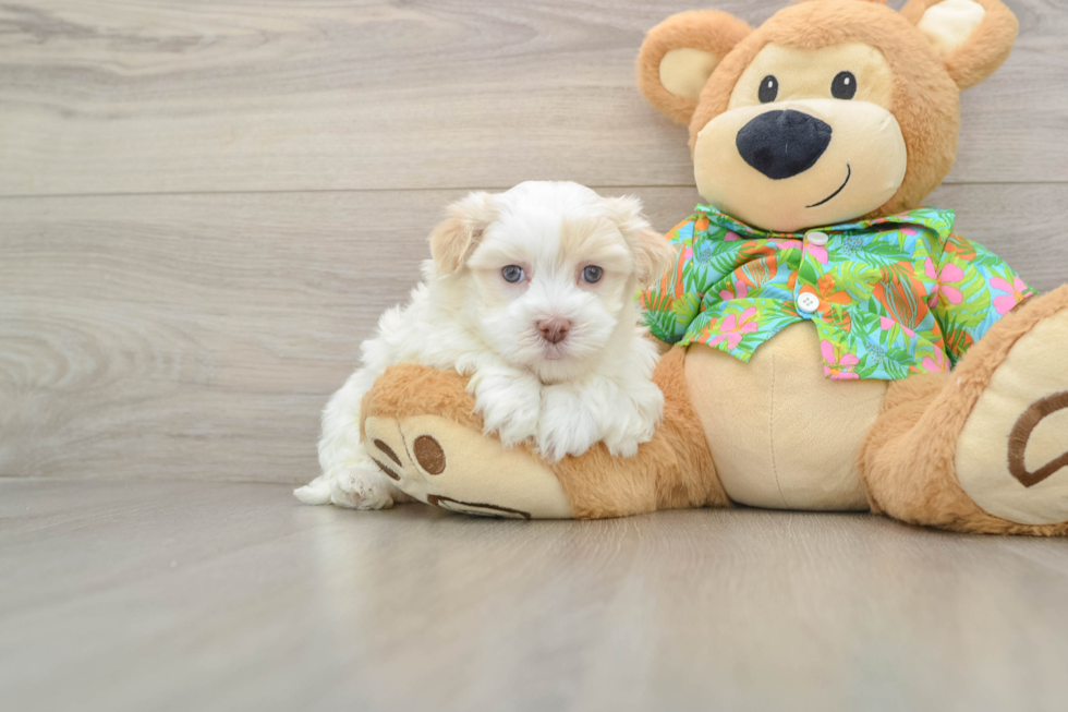 Small Havanese Baby