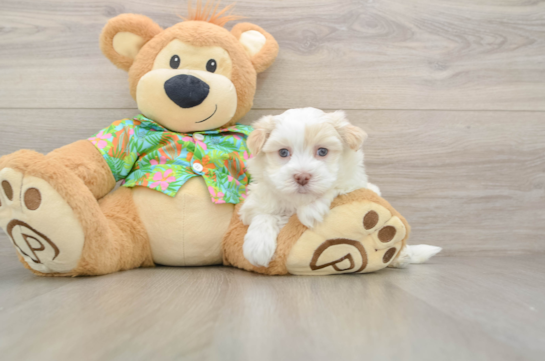 Friendly Havanese Baby