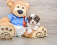 5 week old Havanese Puppy For Sale - Seaside Pups