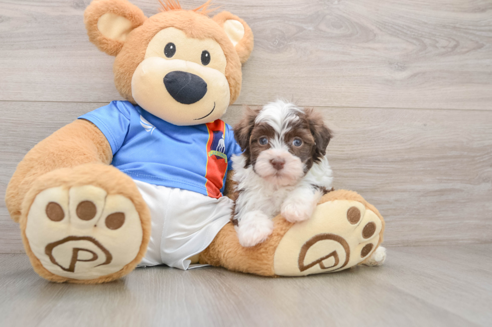Adorable Bichon Habanero Purebred Puppy