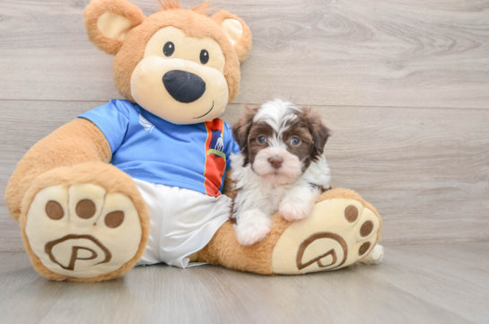 Adorable Bichon Habanero Purebred Puppy