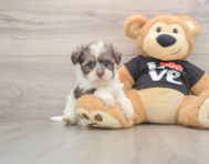 5 week old Havanese Puppy For Sale - Seaside Pups