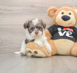 7 week old Havanese Puppy For Sale - Seaside Pups