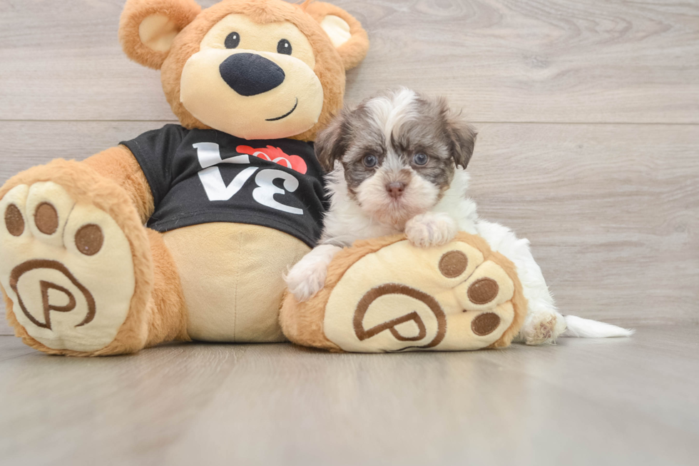 Havanese Pup Being Cute