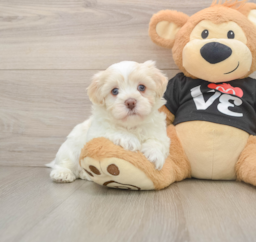 5 week old Havanese Puppy For Sale - Seaside Pups