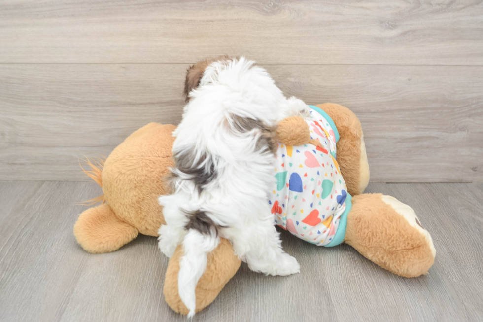 Havanese Pup Being Cute