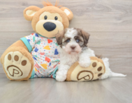 6 week old Havanese Puppy For Sale - Seaside Pups