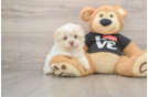 Havanese Pup Being Cute