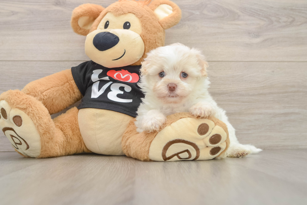 Fluffy Havaneser Purebred Puppy