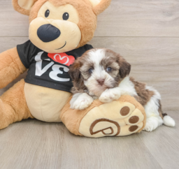 5 week old Havanese Puppy For Sale - Seaside Pups