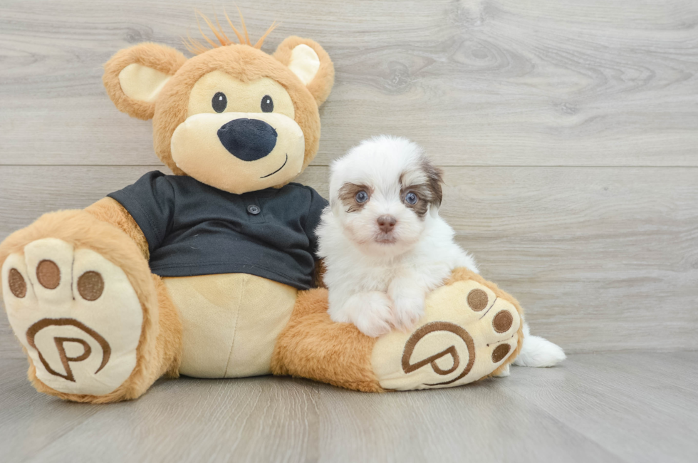 6 week old Havanese Puppy For Sale - Seaside Pups