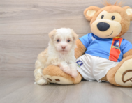 5 week old Havanese Puppy For Sale - Seaside Pups