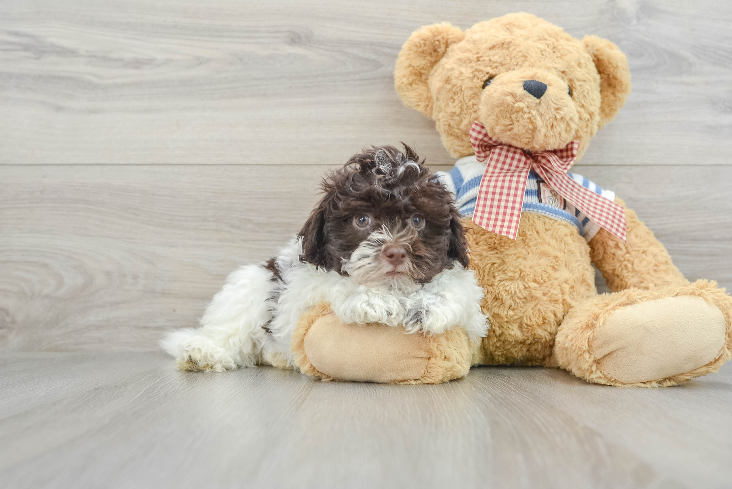 Best Havanese Baby