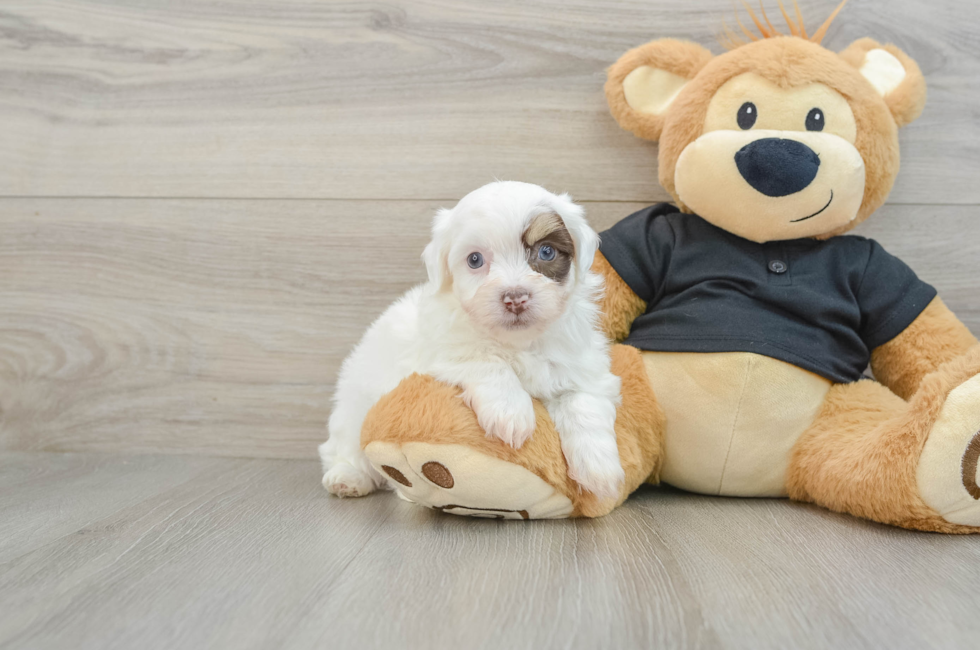 6 week old Havanese Puppy For Sale - Seaside Pups