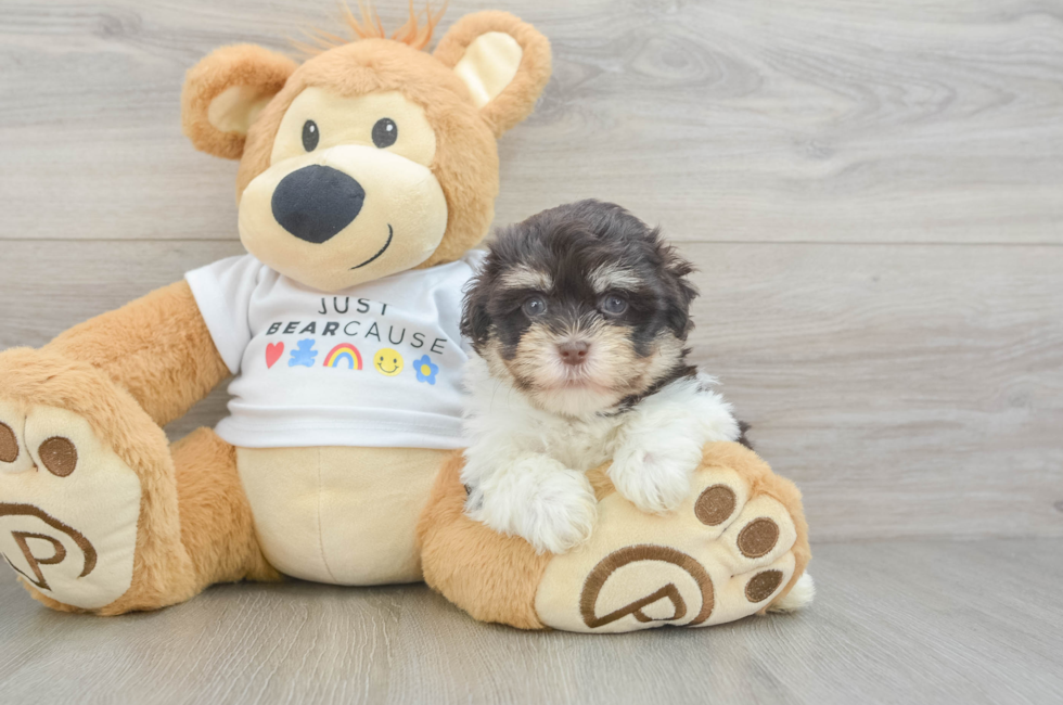 6 week old Havanese Puppy For Sale - Seaside Pups