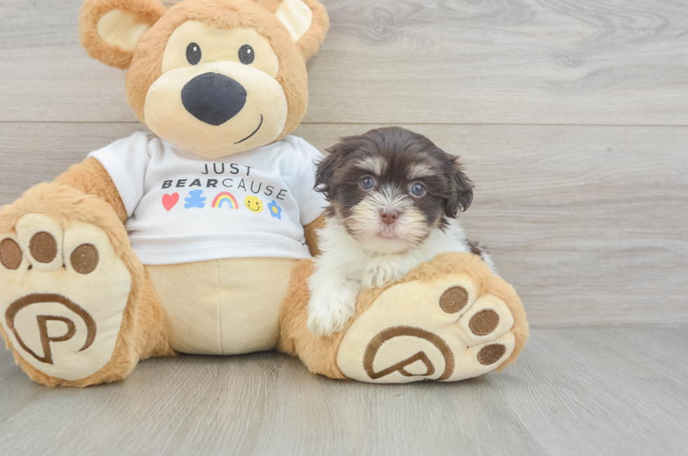 6 week old Havanese Puppy For Sale - Seaside Pups