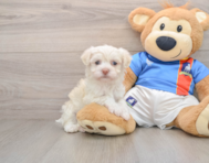 5 week old Havanese Puppy For Sale - Seaside Pups