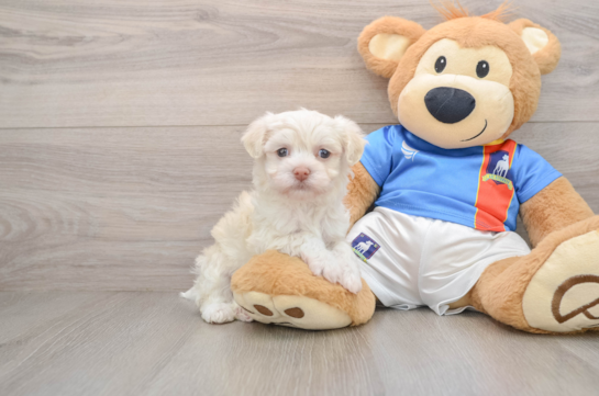 Energetic Bichon Habanero Purebred Puppy