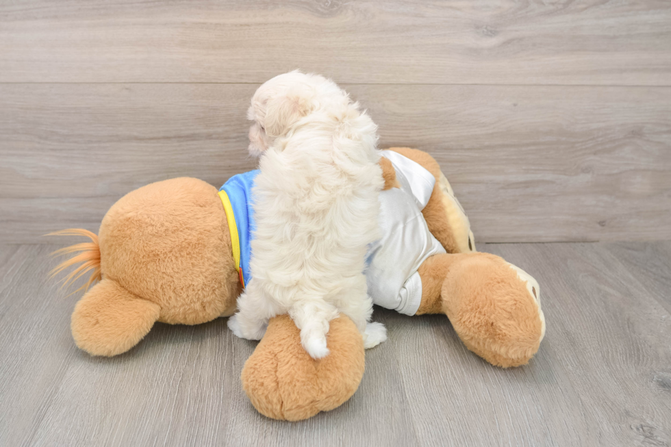 Havanese Pup Being Cute