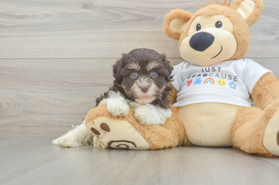 6 week old Havanese Puppy For Sale - Seaside Pups
