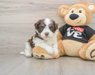 5 week old Havanese Puppy For Sale - Seaside Pups