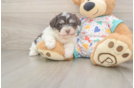 Hypoallergenic Havanese Baby