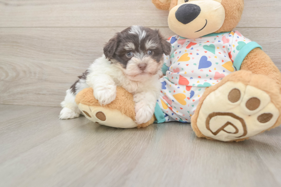 Hypoallergenic Havanese Baby
