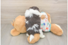 Havanese Puppy for Adoption