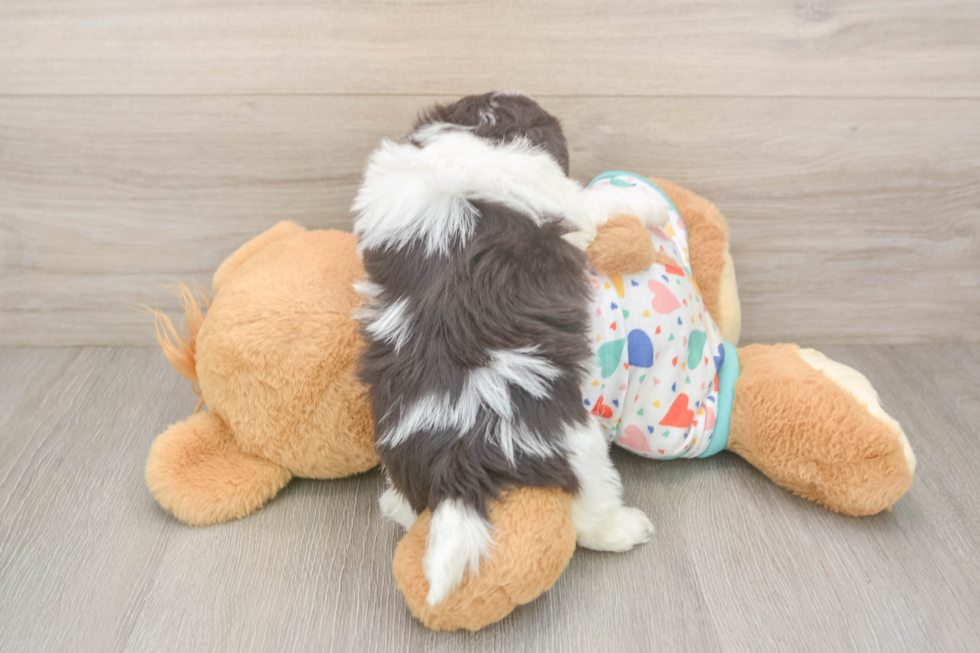 Havanese Puppy for Adoption