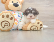 8 week old Havanese Puppy For Sale - Seaside Pups