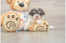 Little Havanese Purebred Pup